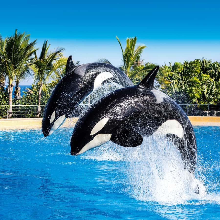 Loro Parque in Tenerife